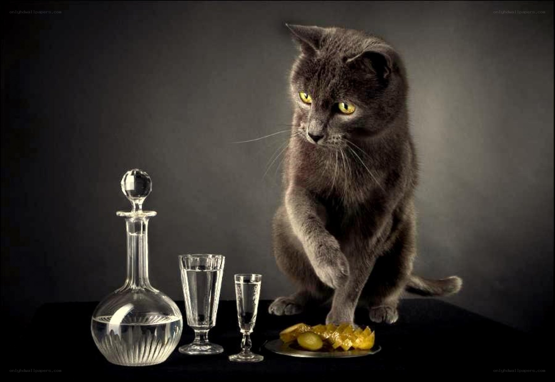 cat with alcohol and pickles