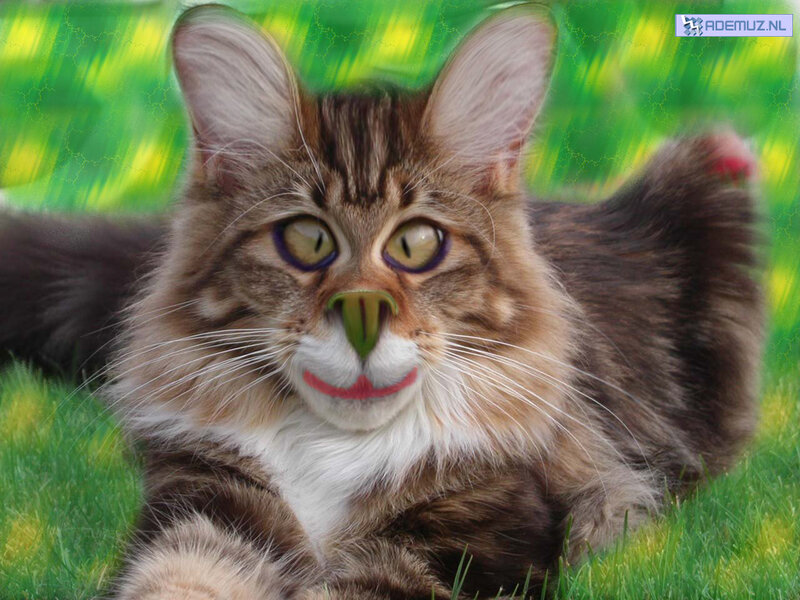 cat with altered face