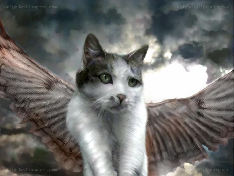 cat with angel wings