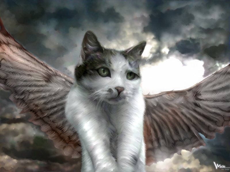 cat with angel wings