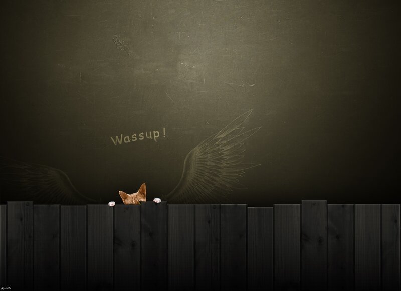 cat with angel wings