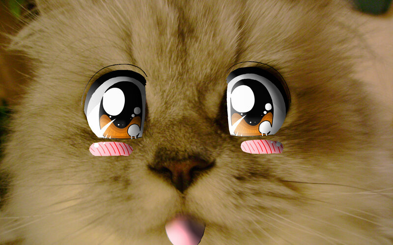 cat with anime eyes