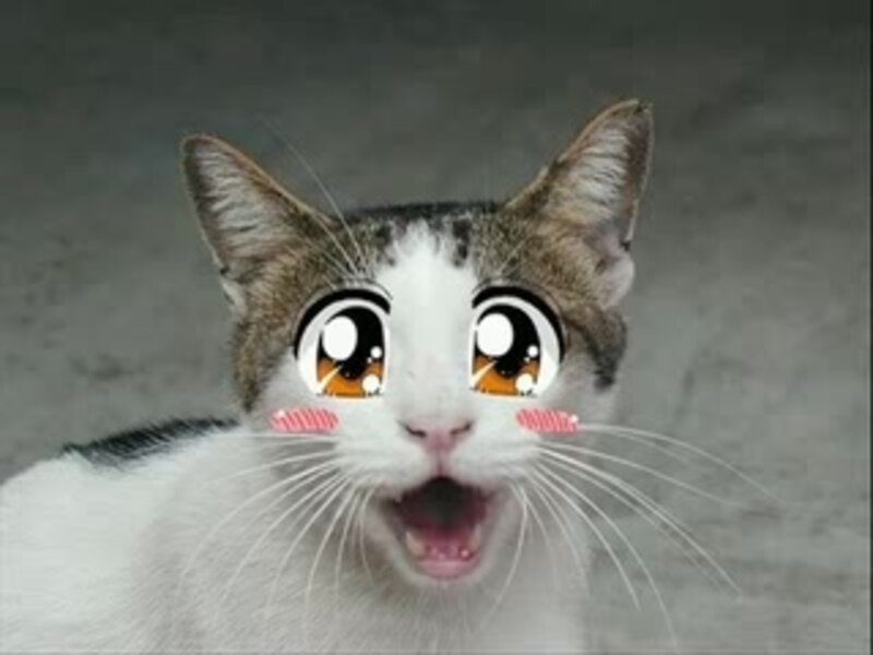 Cat with Anime Eyes — White