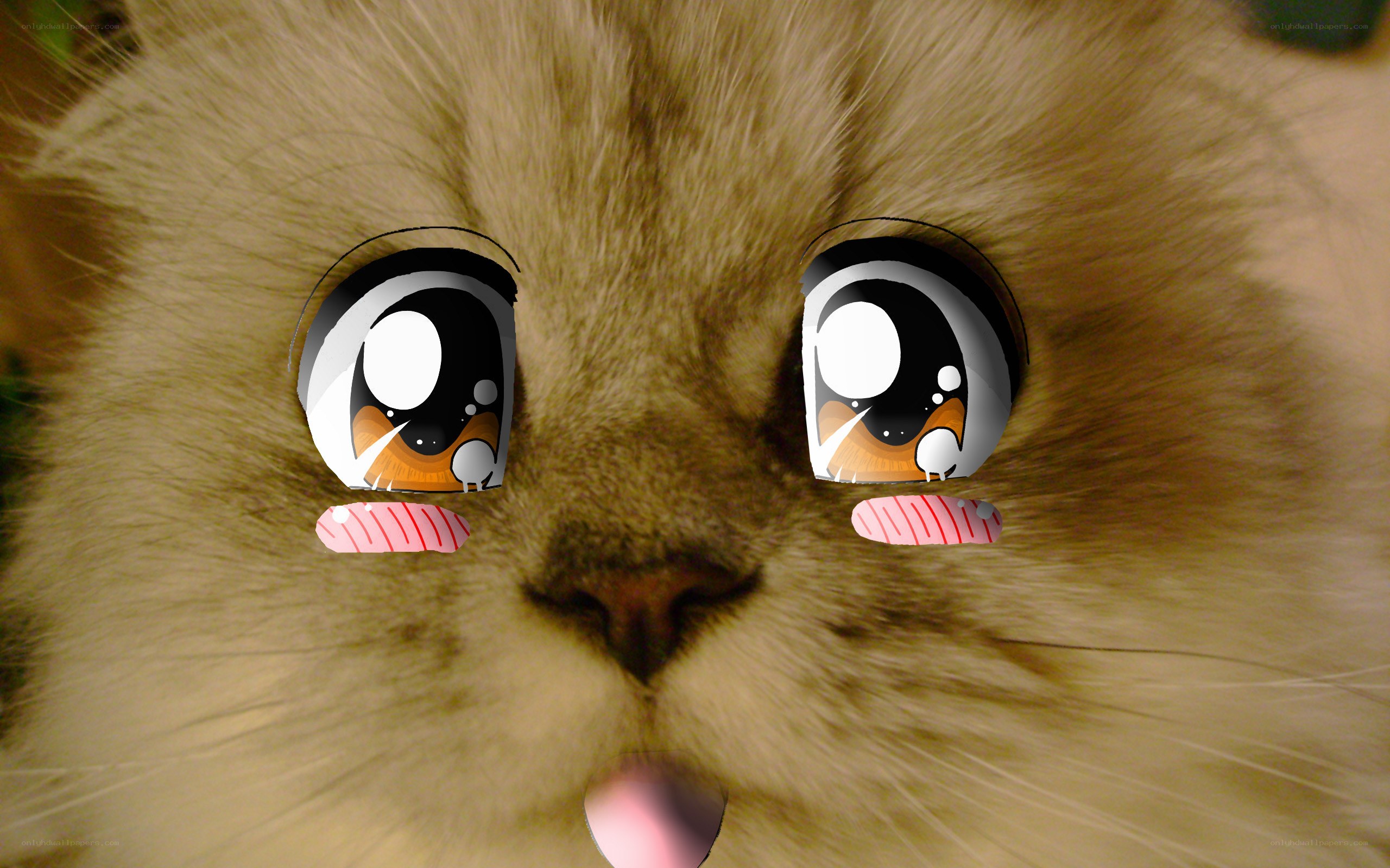 cat with anime eyes