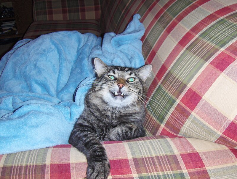 cat with bared teeth on couch