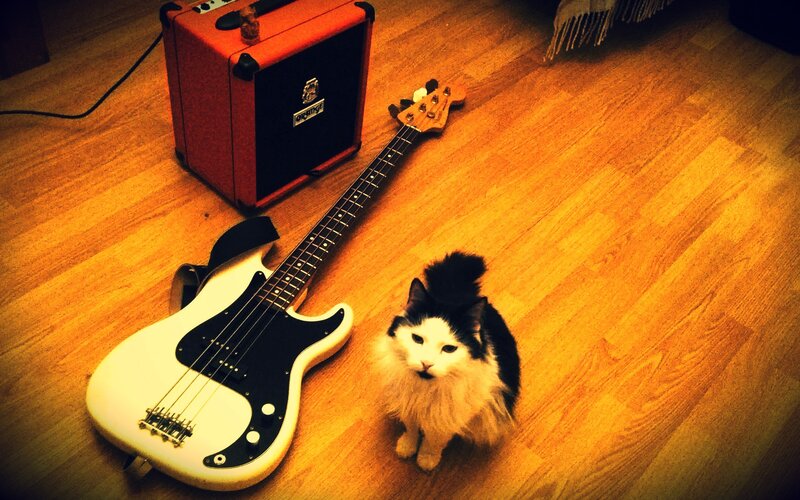 cat with bass guitar and amp