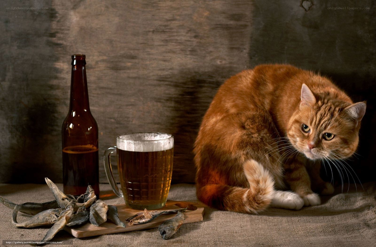 cat with beer and fish