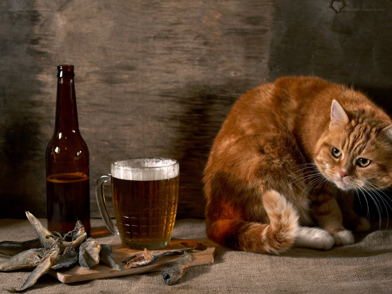 Cat with beer and fish