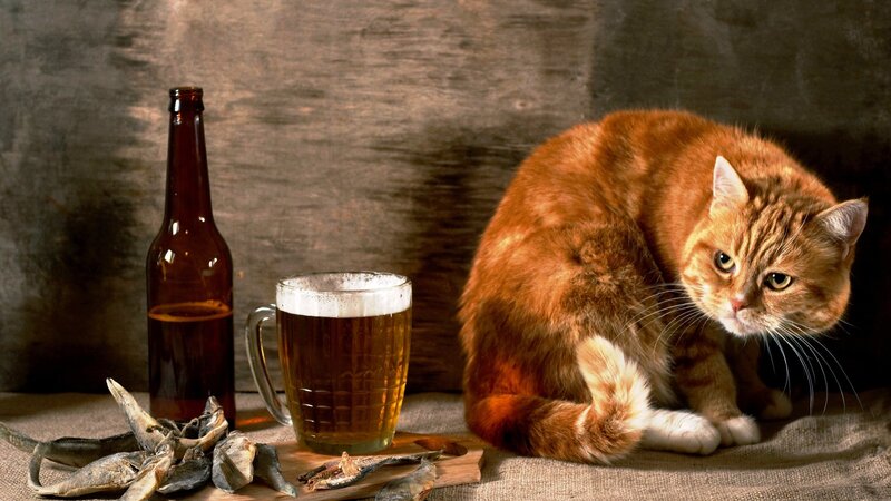 cat with beer and fish