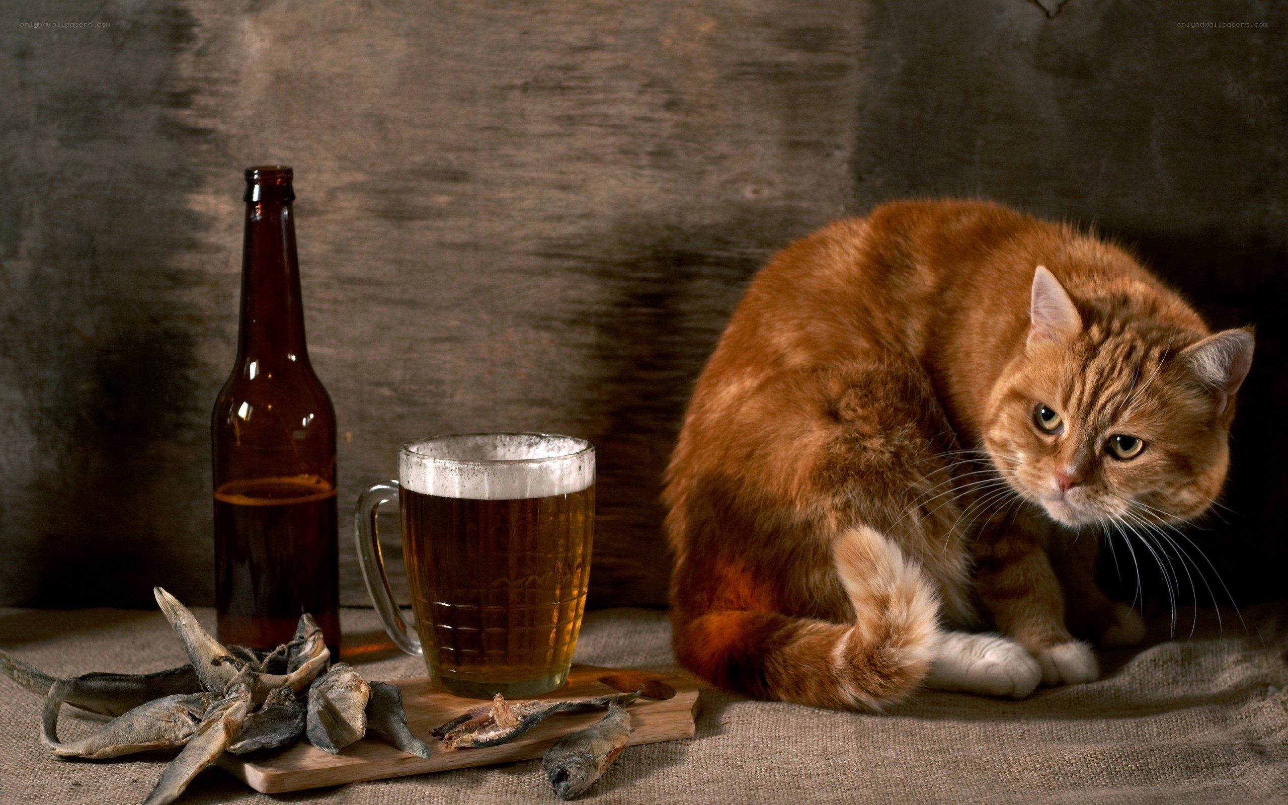 Cat with beer and fish