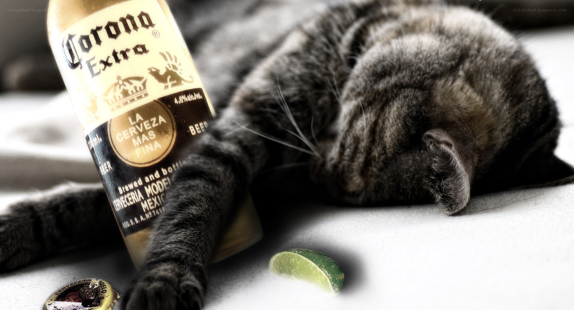 cat with beer bottle