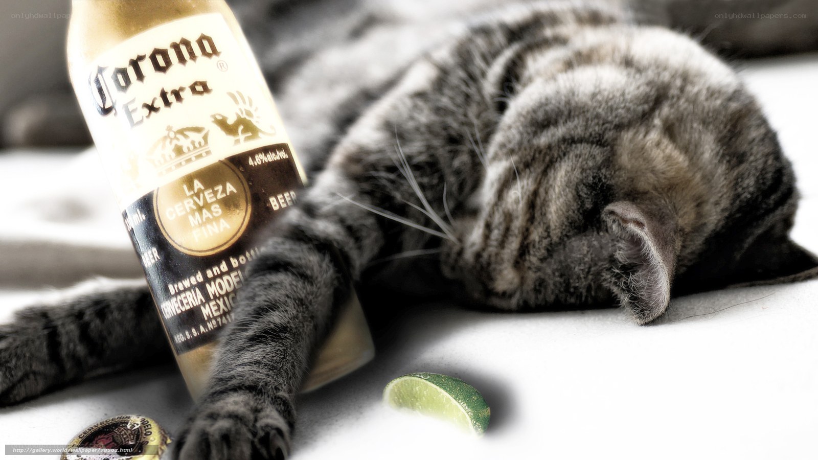 cat with beer bottle