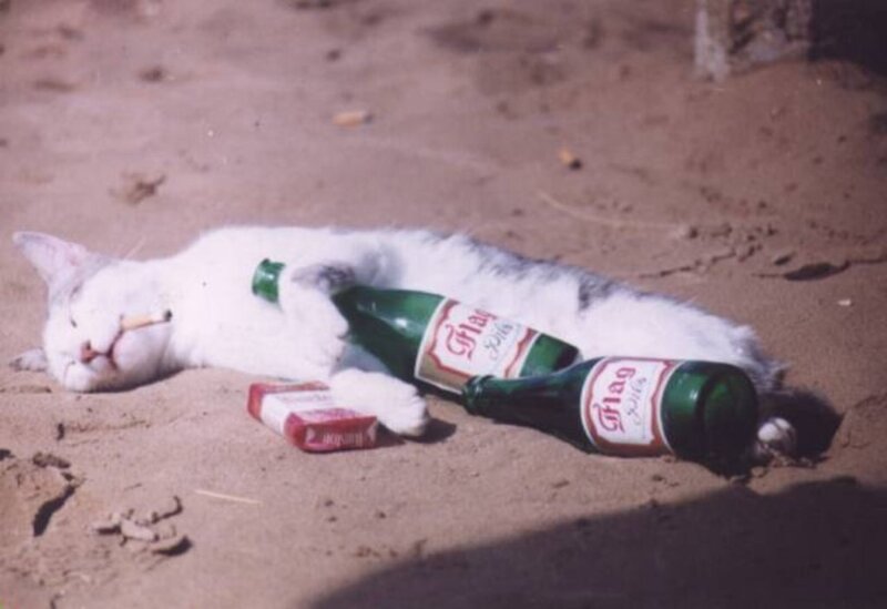 cat with beer bottles