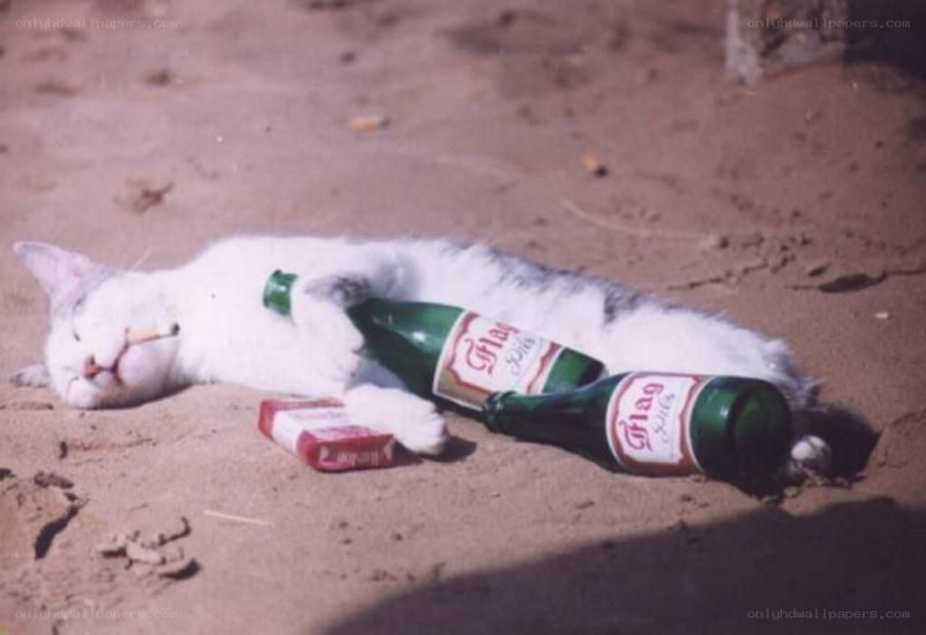 cat with beer bottles