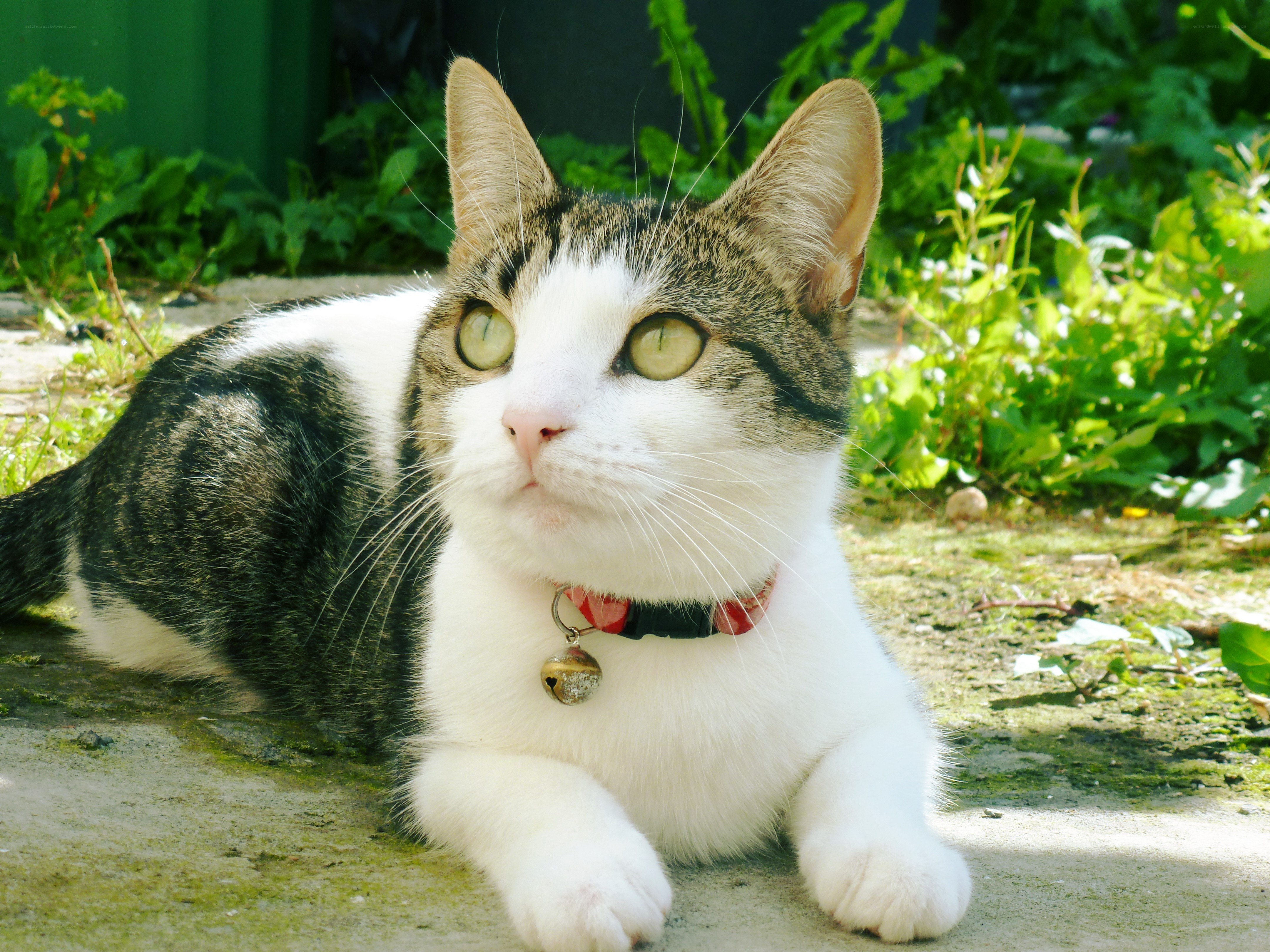 cat with bell collar outdoors