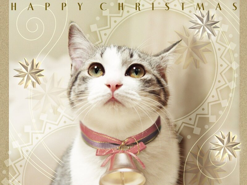 cat with bell collar