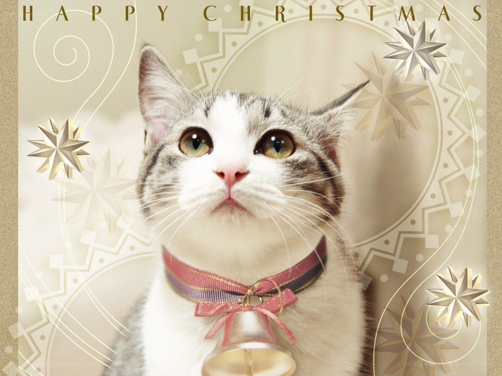 cat with bell collar