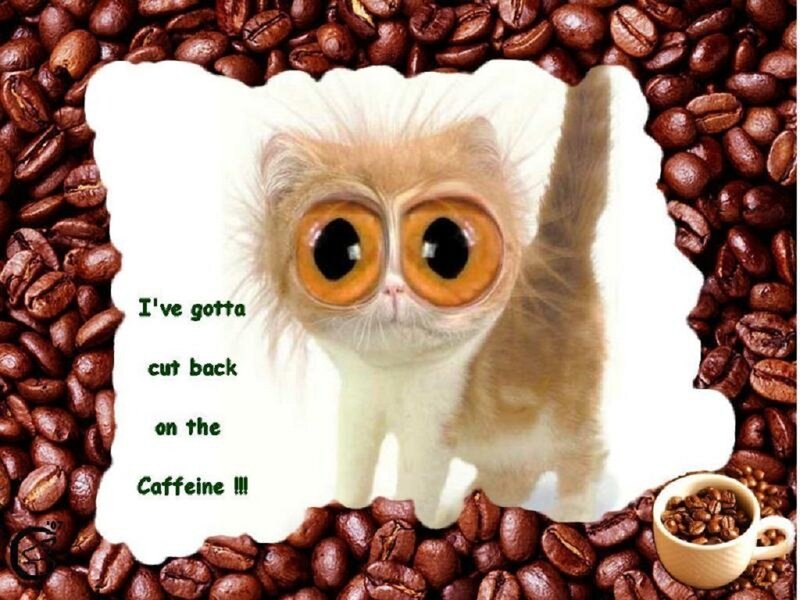 cat with big eyes and coffee beans