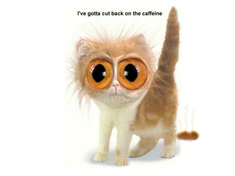 cat with big eyes meme