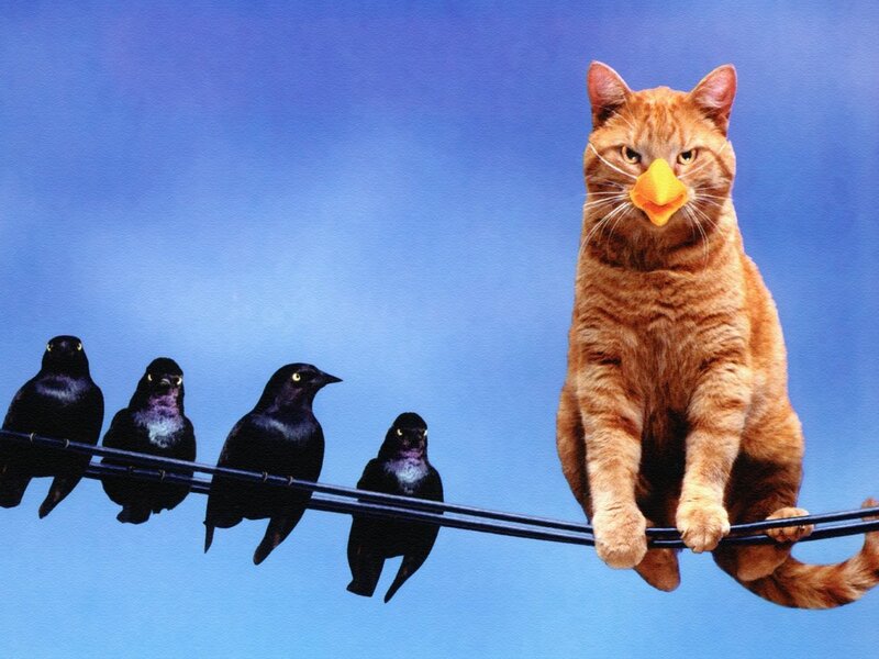 Cat with Bird Beak — Blue