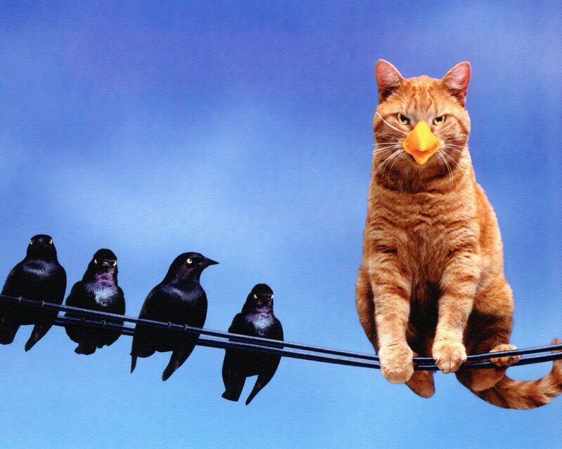 cat with bird beak on wire