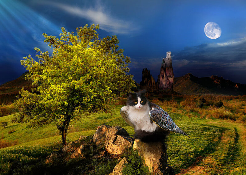 Cat with Bird Wings