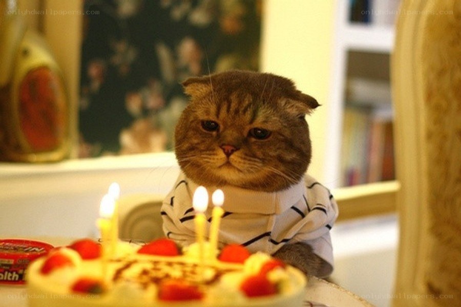 cat with birthday cake