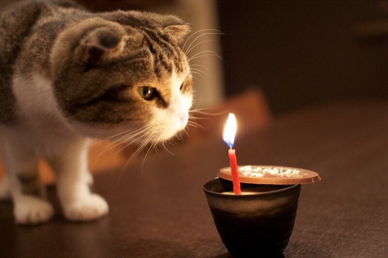 cat with birthday candle
