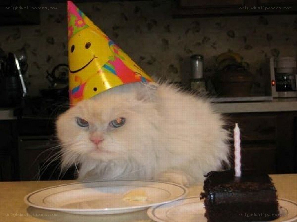 cat with birthday hat and cake