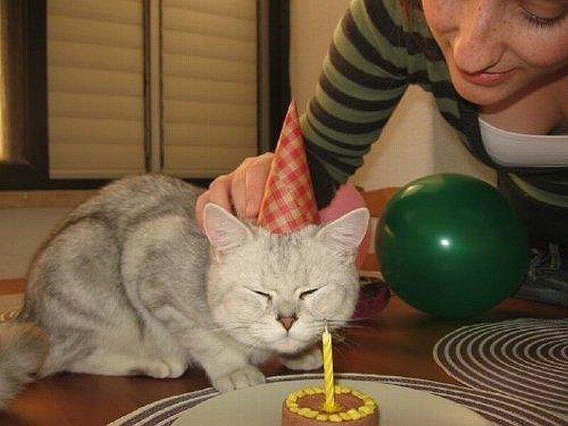 cat with birthday hat
