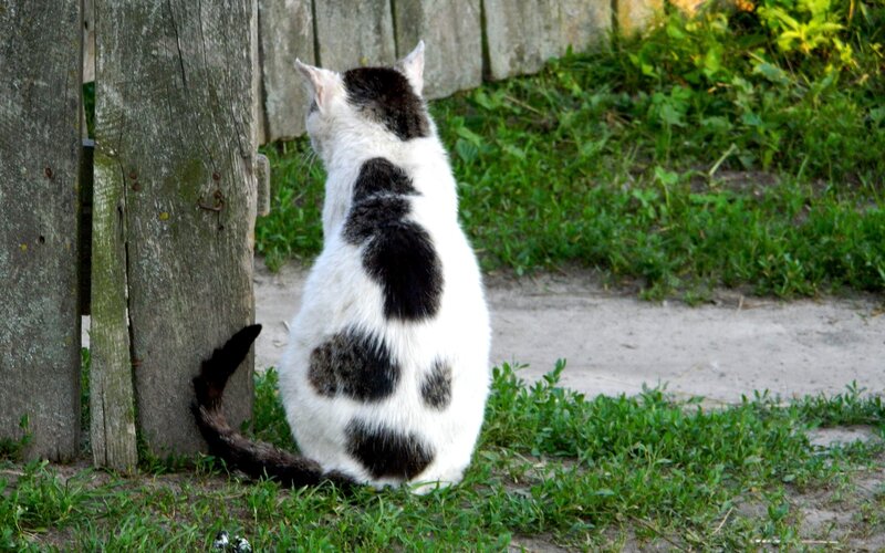 cat with black spots