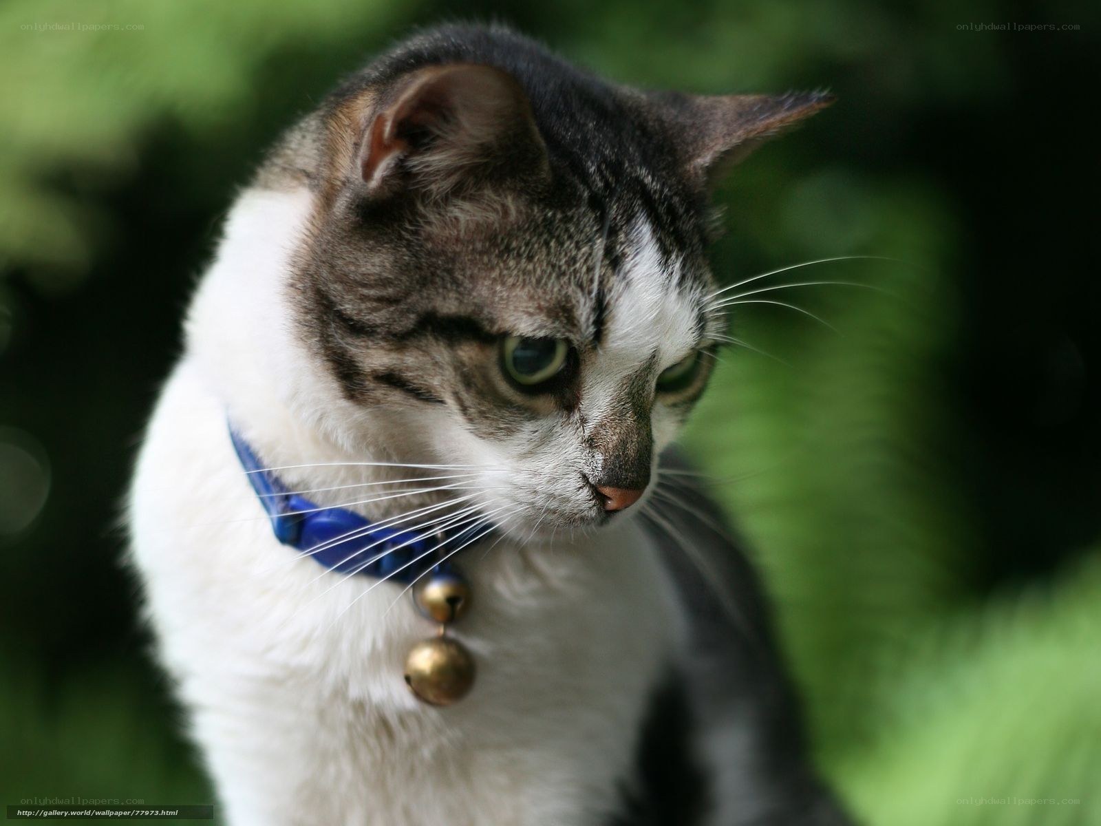 cat with blue collar and bell