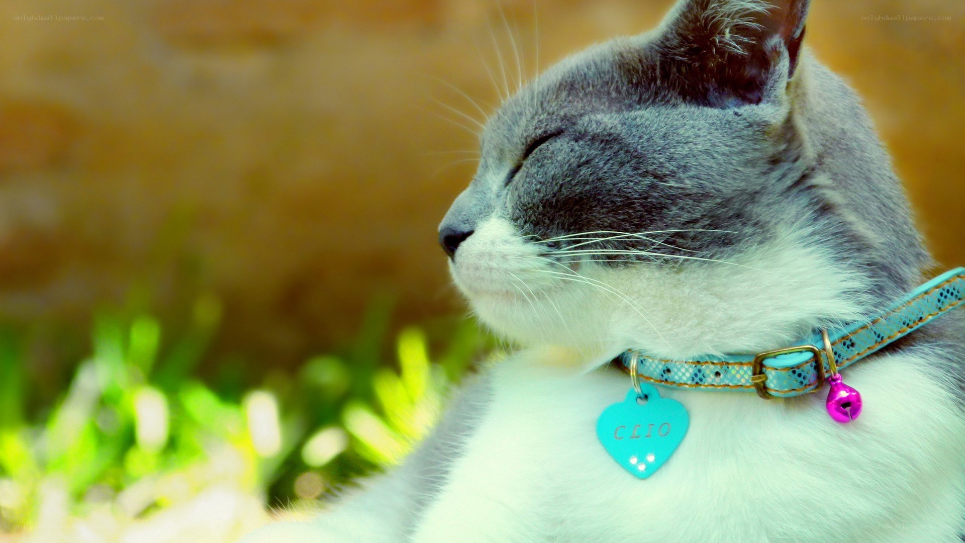 cat with blue collar