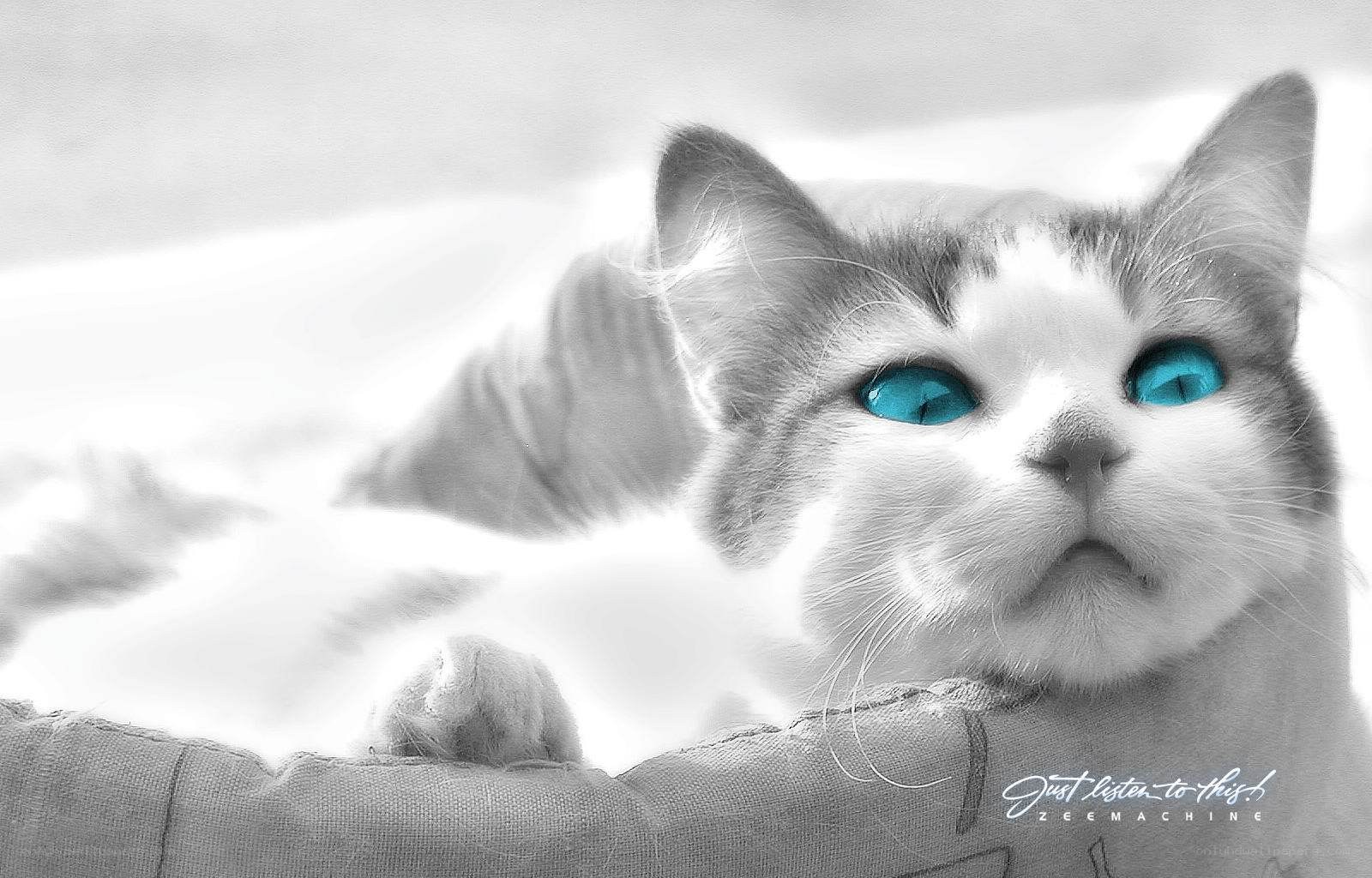 cat with blue eyes