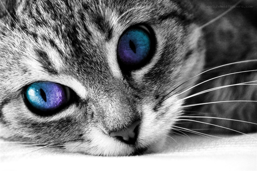cat with blue eyes