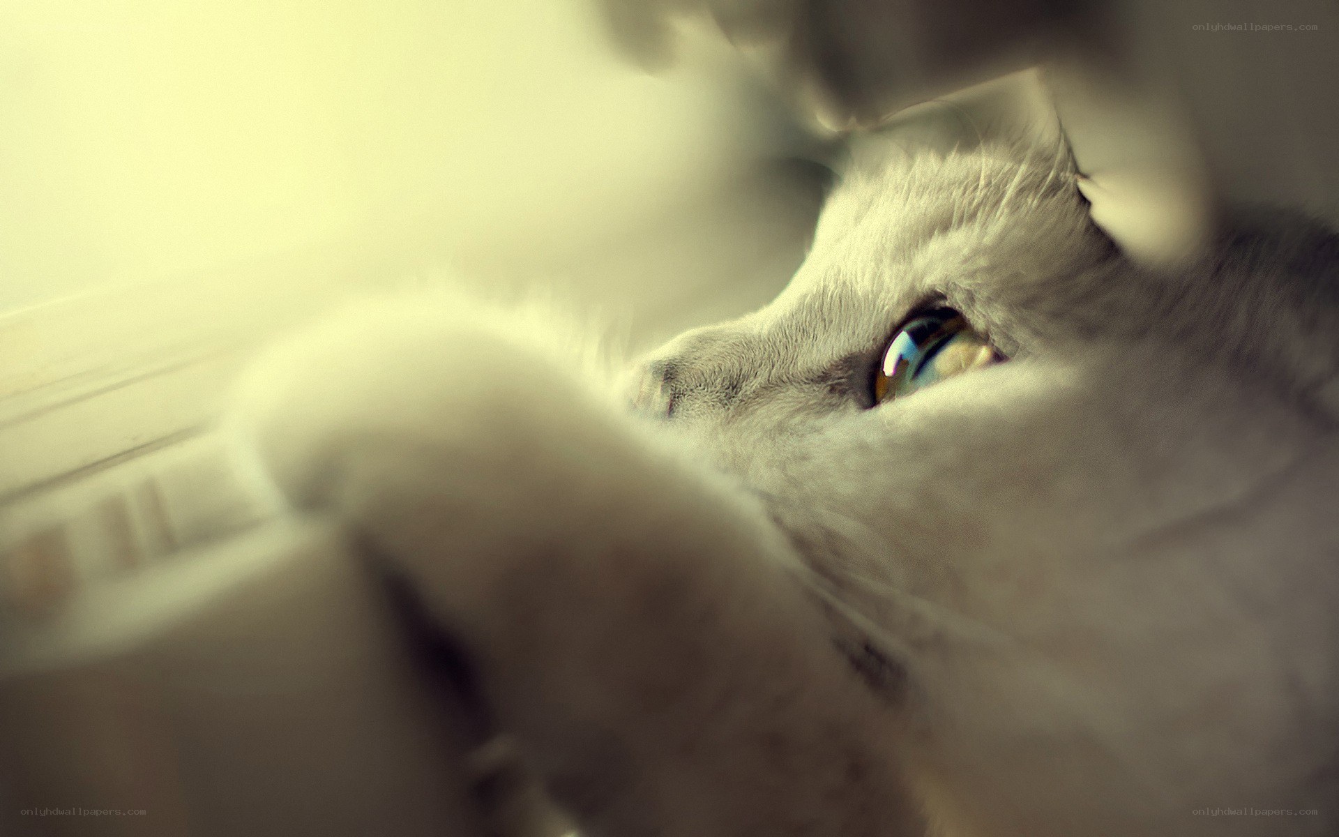 cat with blue eyes