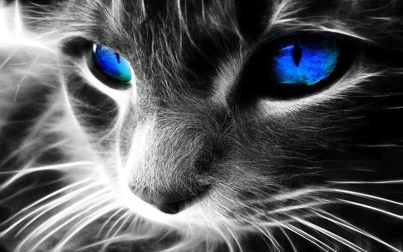 cat with blue eyes