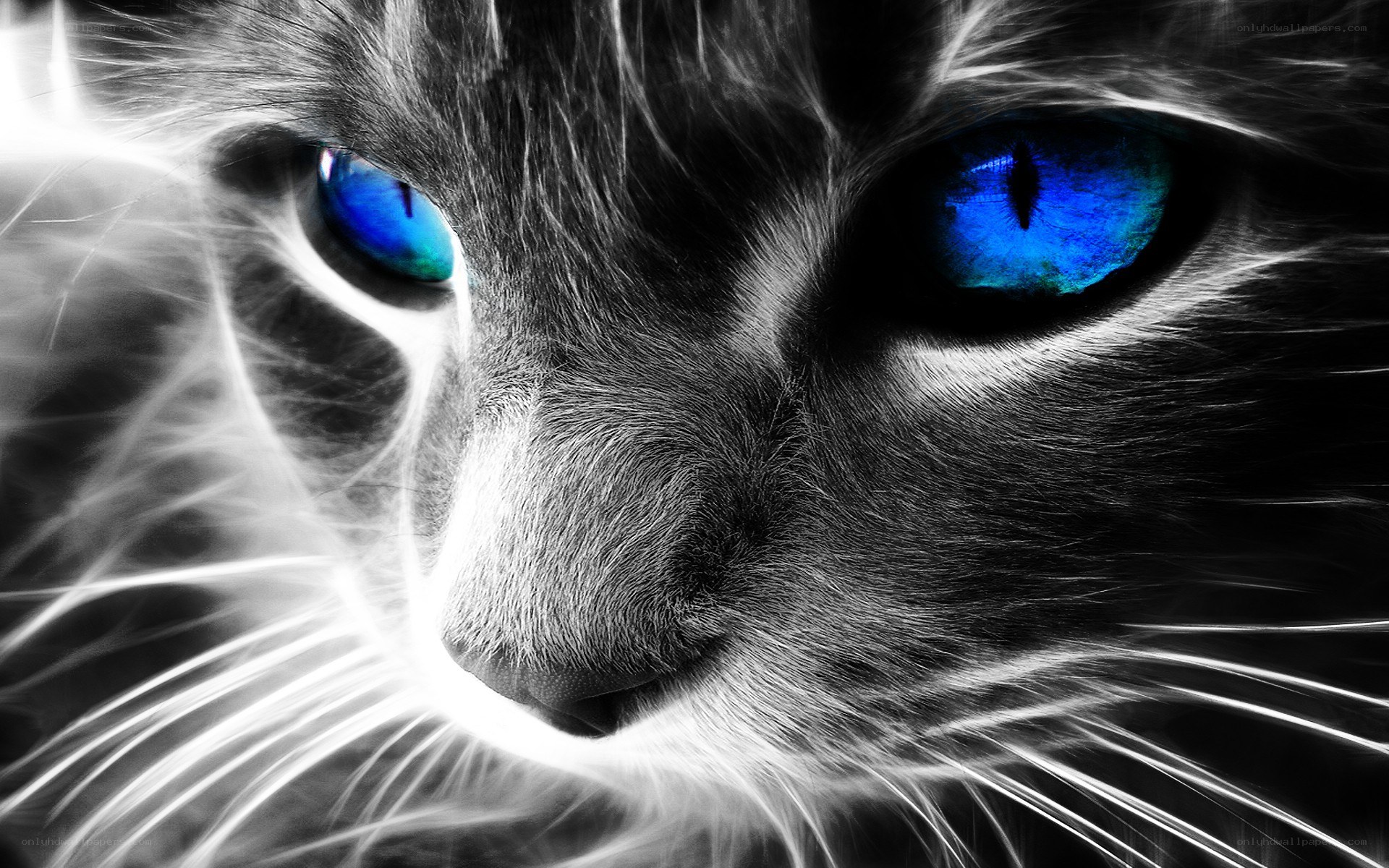 cat with blue eyes