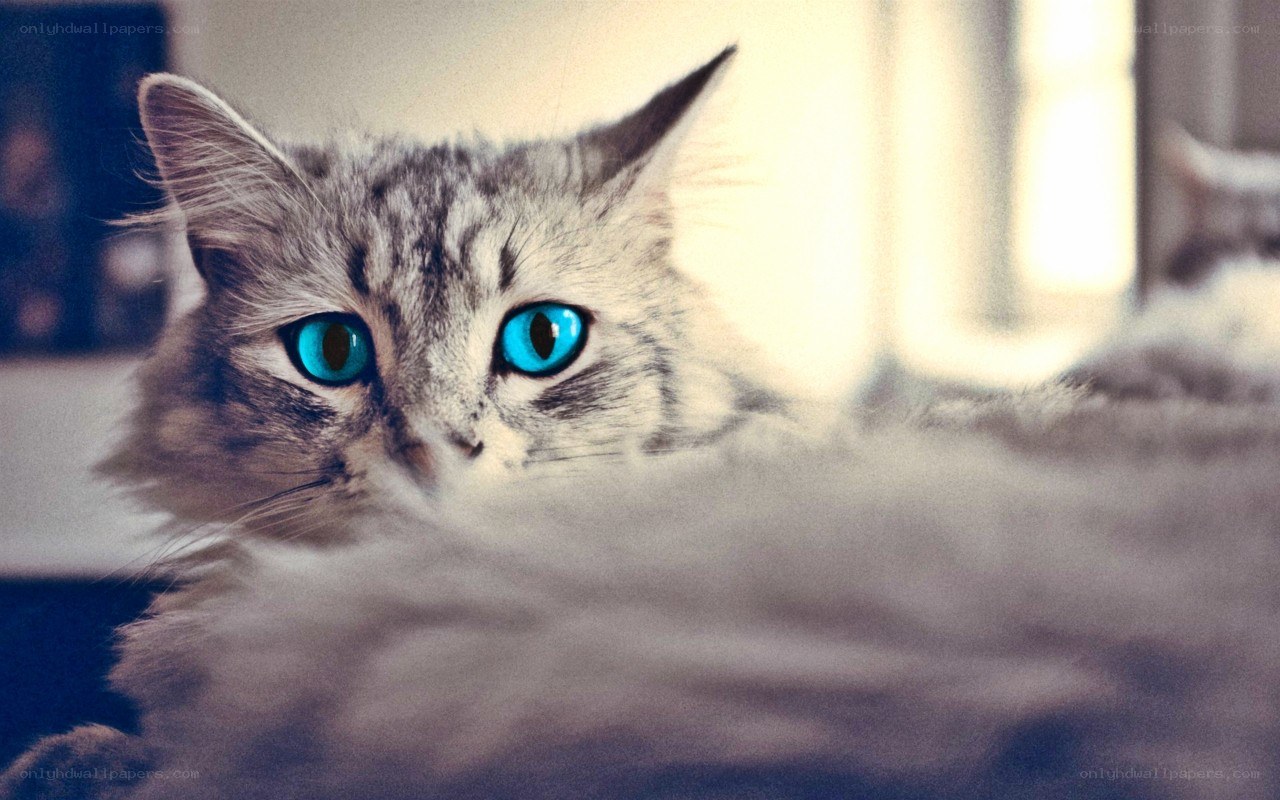 cat with blue eyes