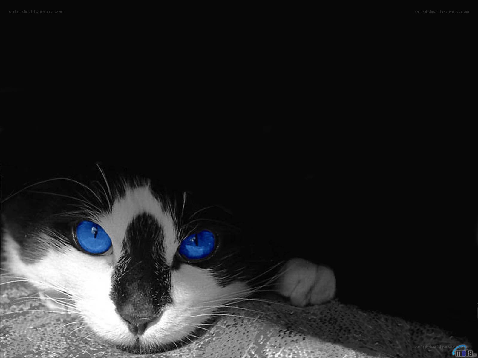 cat with blue eyes