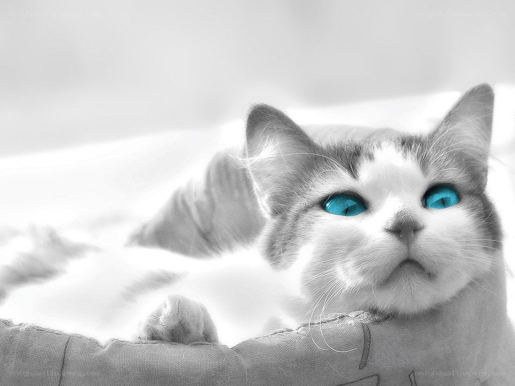 cat with blue eyes