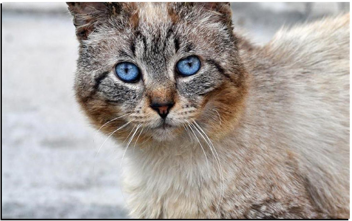 cat with blue eyes