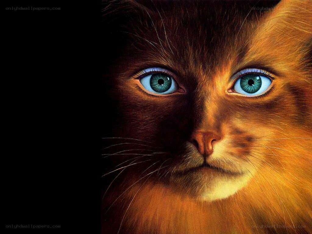 cat with blue eyes