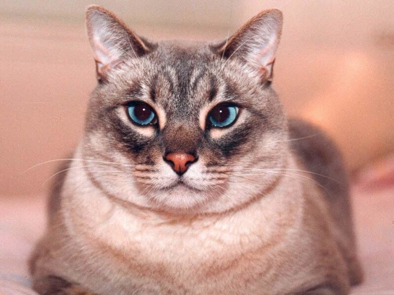 cat with blue eyes