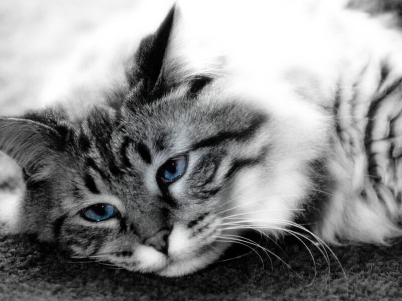 cat with blue eyes