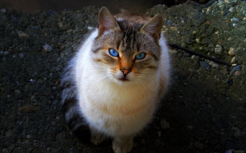 cat with blue eyes