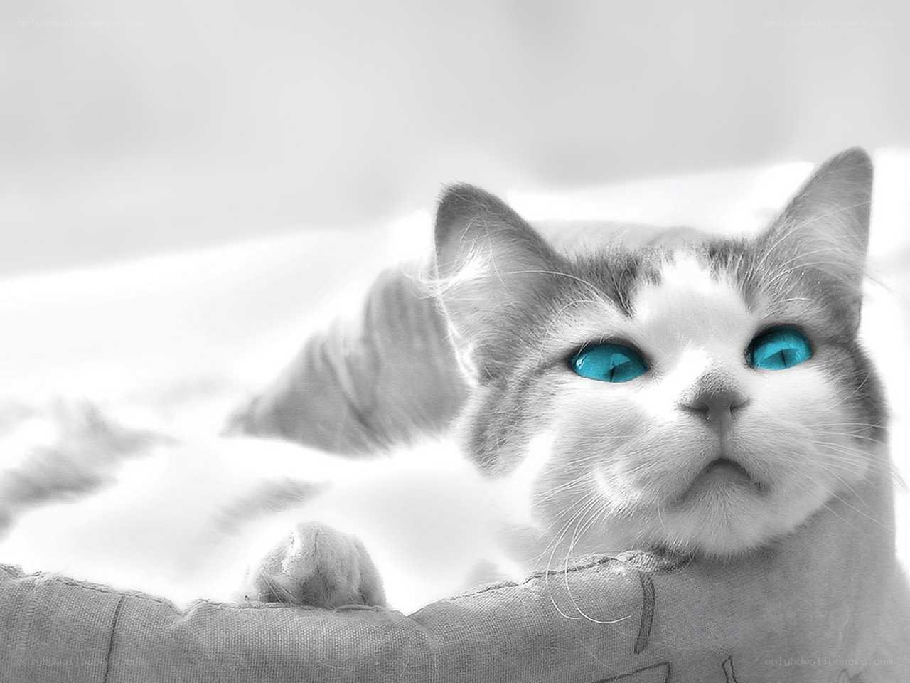 cat with blue eyes