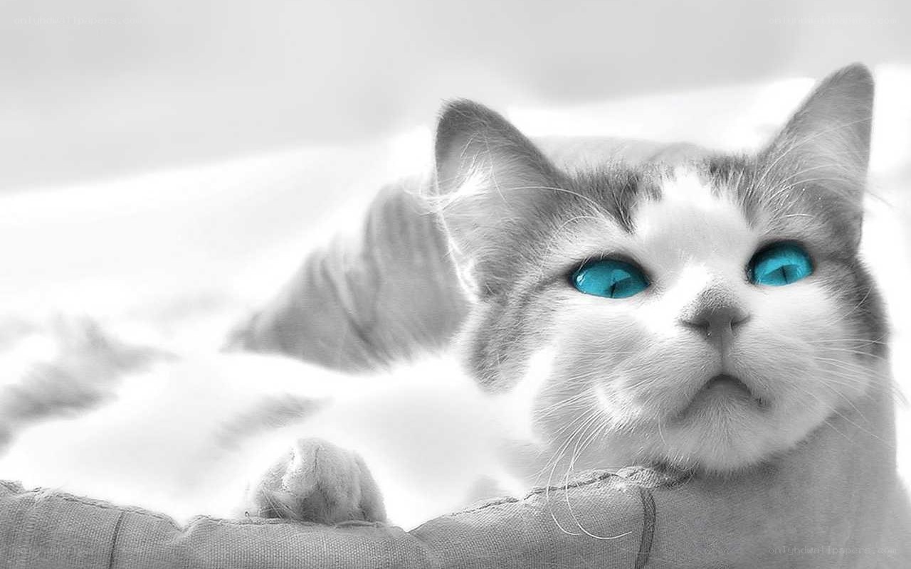 cat with blue eyes