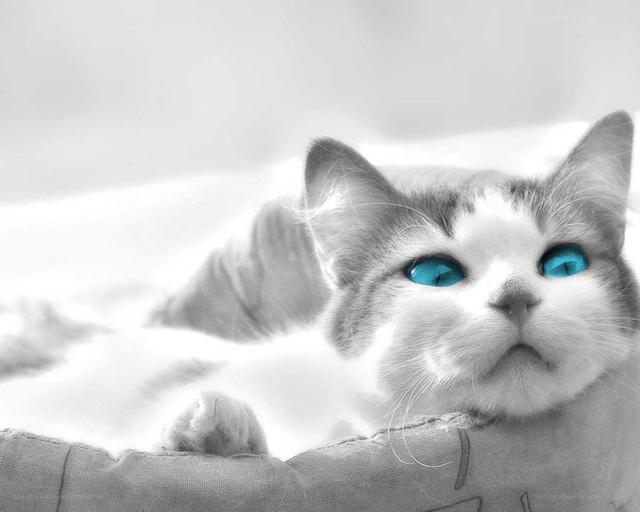 cat with blue eyes