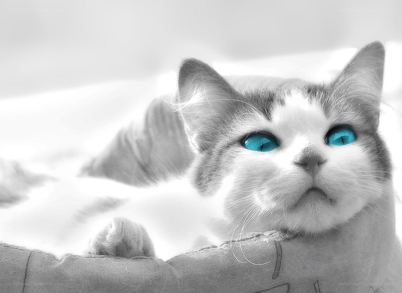 cat with blue eyes